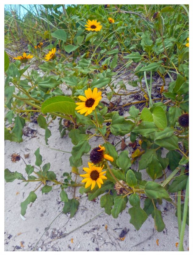 Do Sunflowers Grow in Florida?