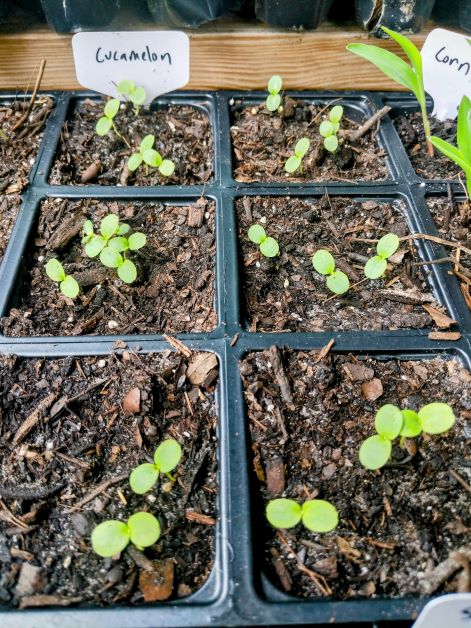 starting cucamelon indoors