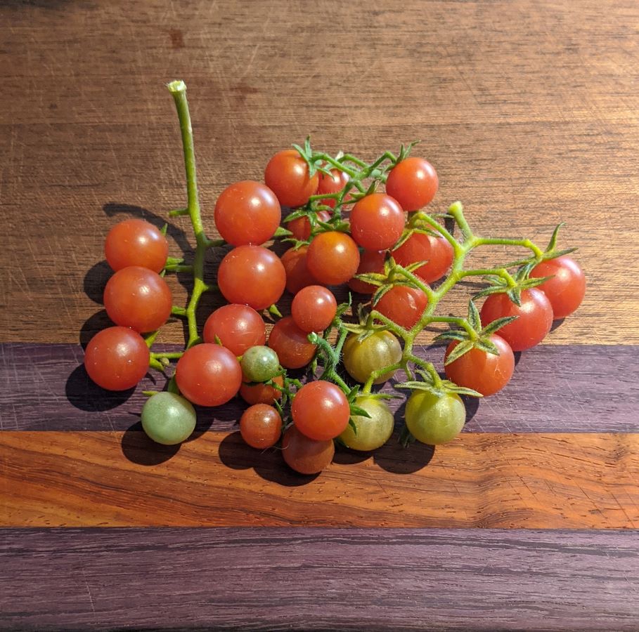 everglades tomatoes