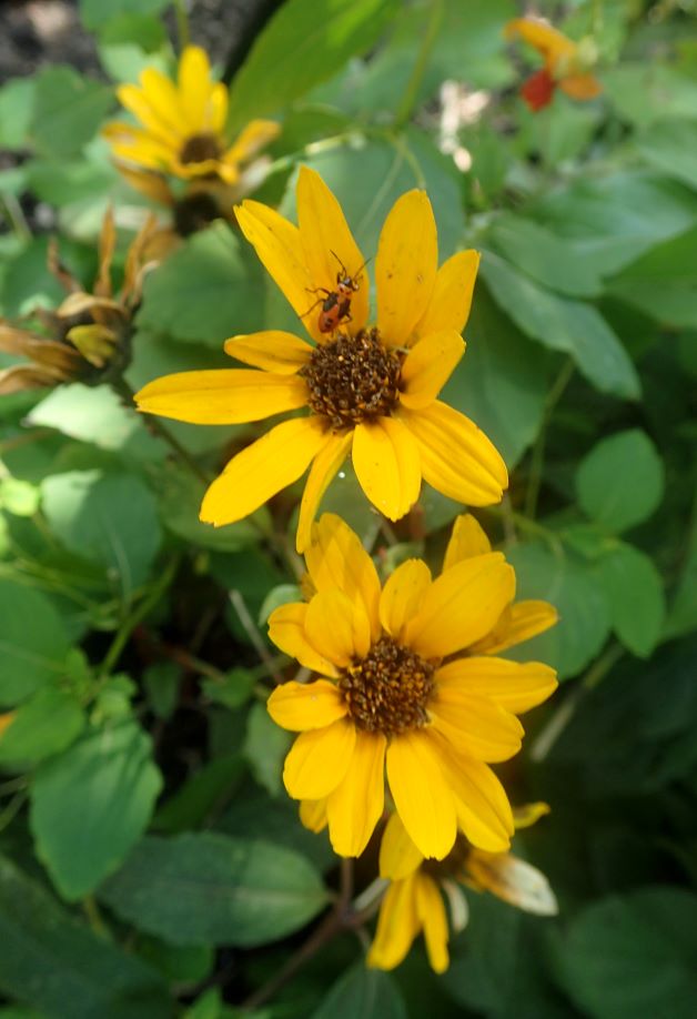 fewleaf sunflower