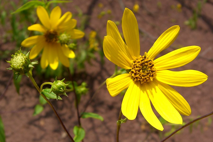 hairy sunflower