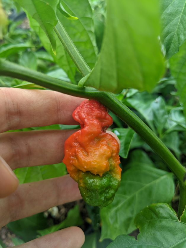 florida summer vegetables, growing super hot peppers in florida