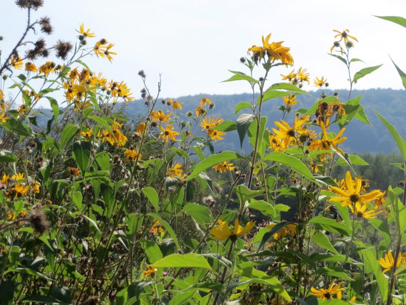 jerusalem artichoke