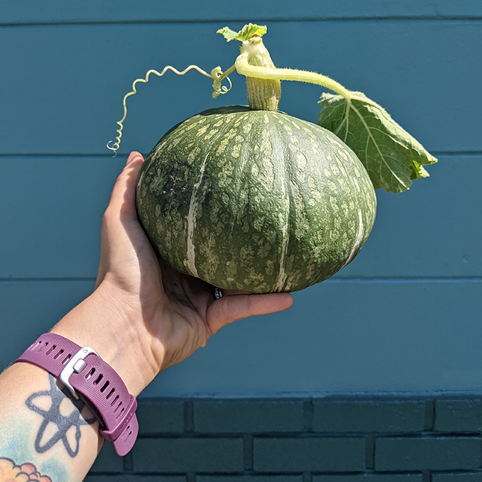 Kabocha – The Best Squash to Grow in Florida