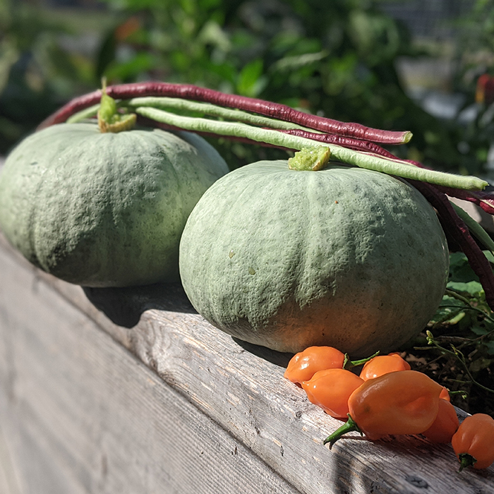 kabocha squash growing guide