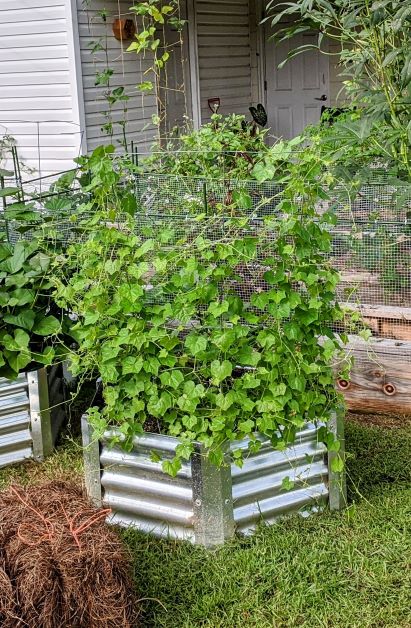 cucamelon in raised bed