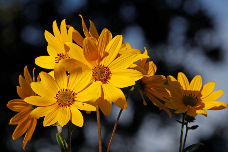 muck sunflowers