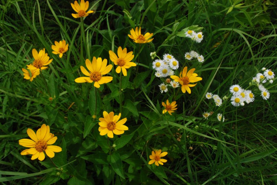 paleleaf woodland sunflower