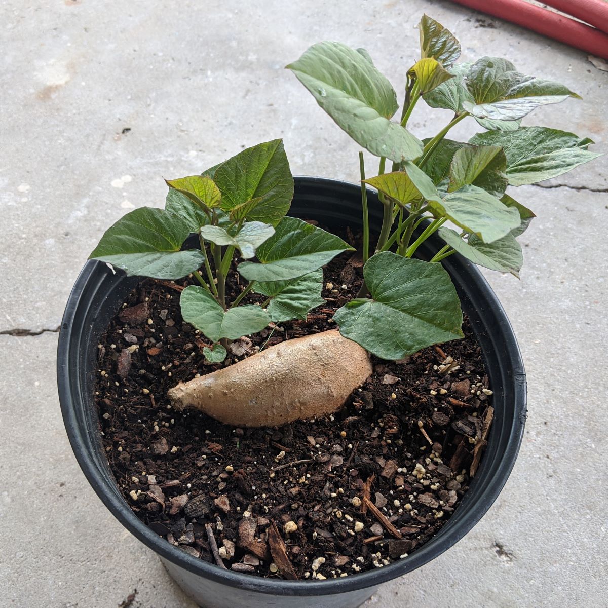 How to grow sweet potato in containers