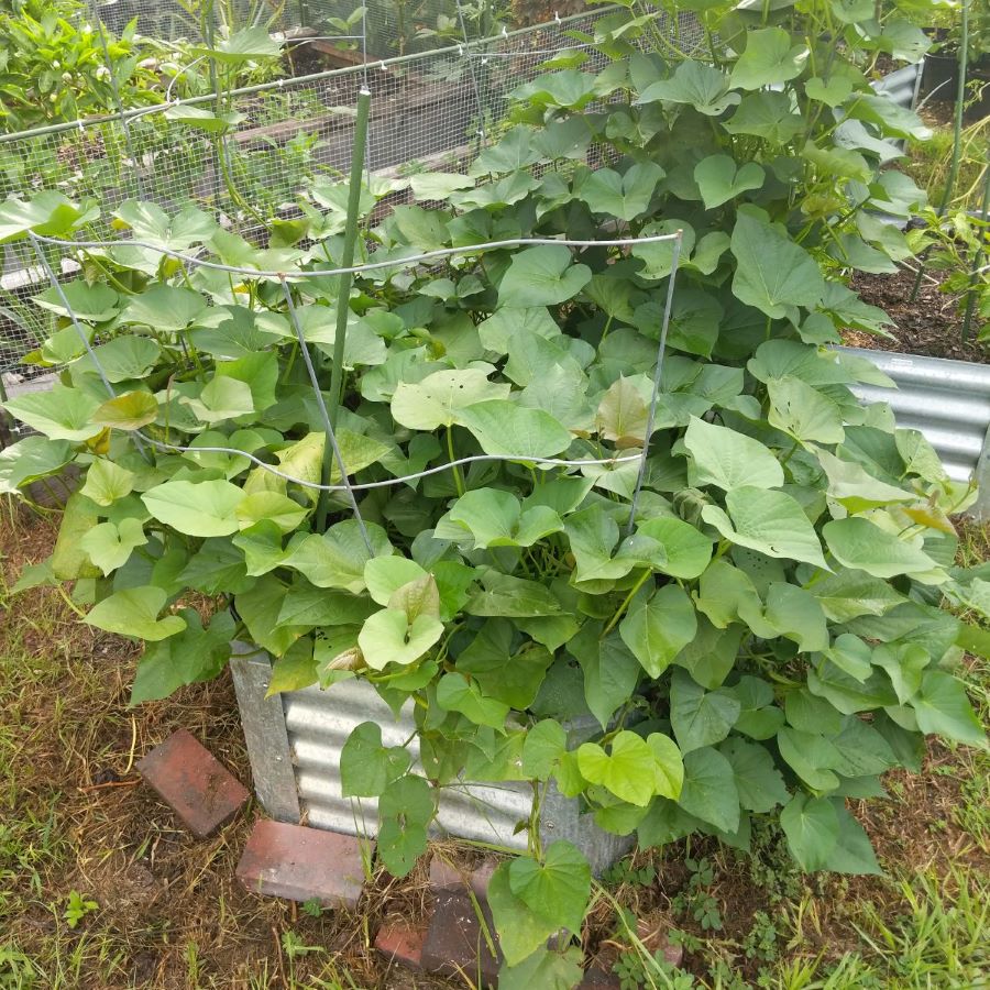 can you grow sweet potatoes in a raised bed