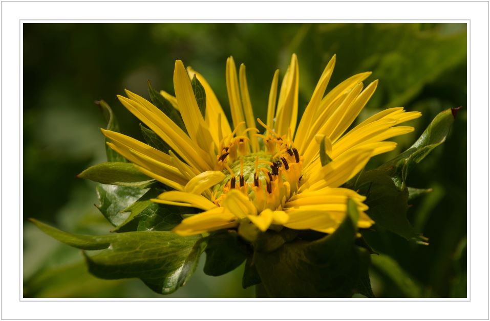 purpledisk sunflower