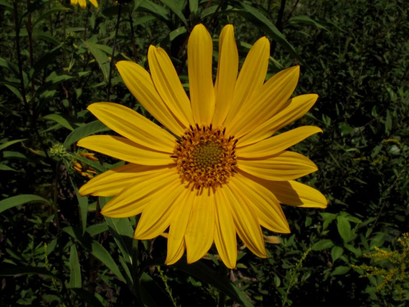 resindot sunflower