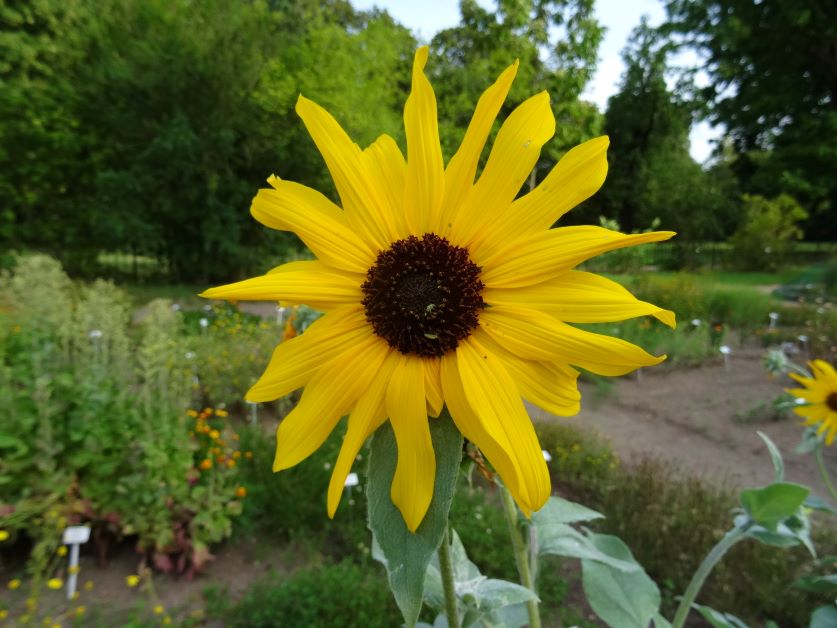 silverleaf sunflower