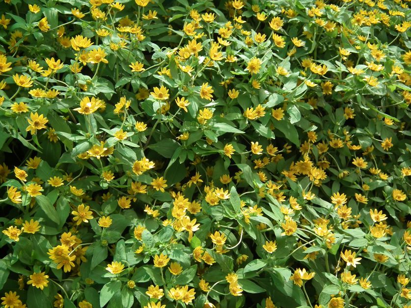 small woodland sunflower