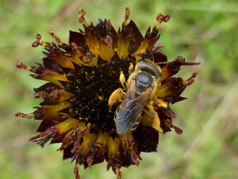 rayless sunflower