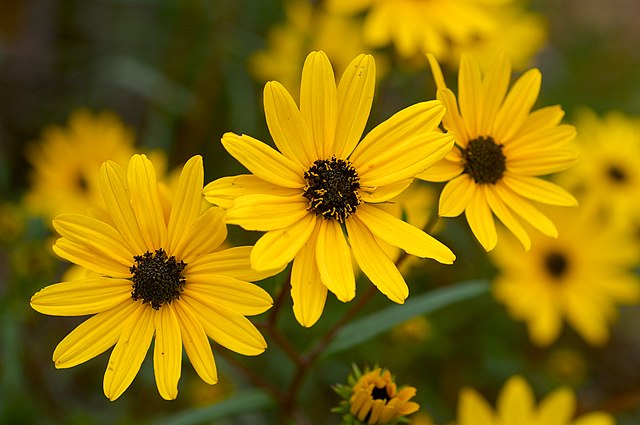 swamp sunflower, do sunflowers grow in florida