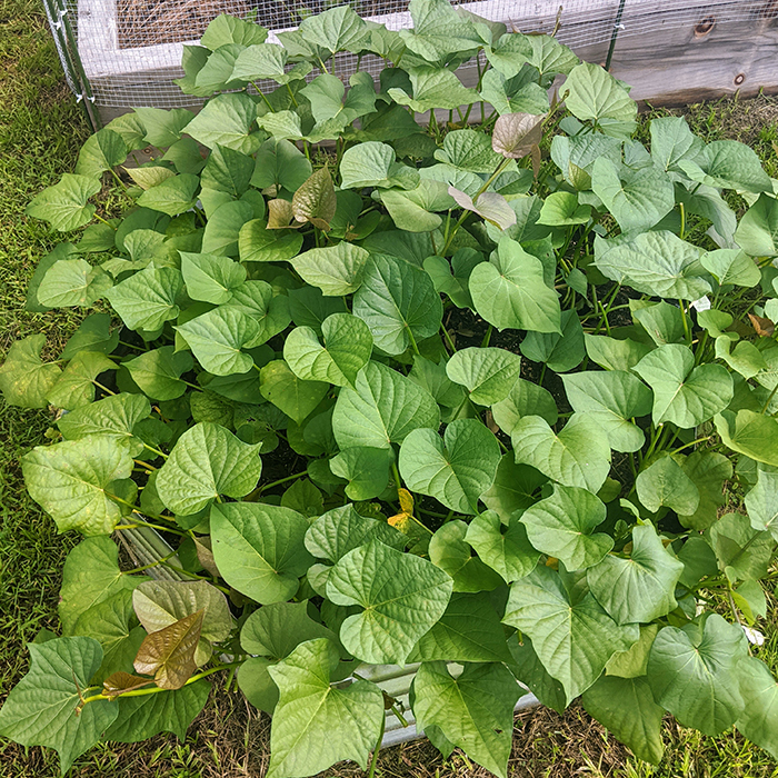 sweet potato in raised bed, florida summer vegetables