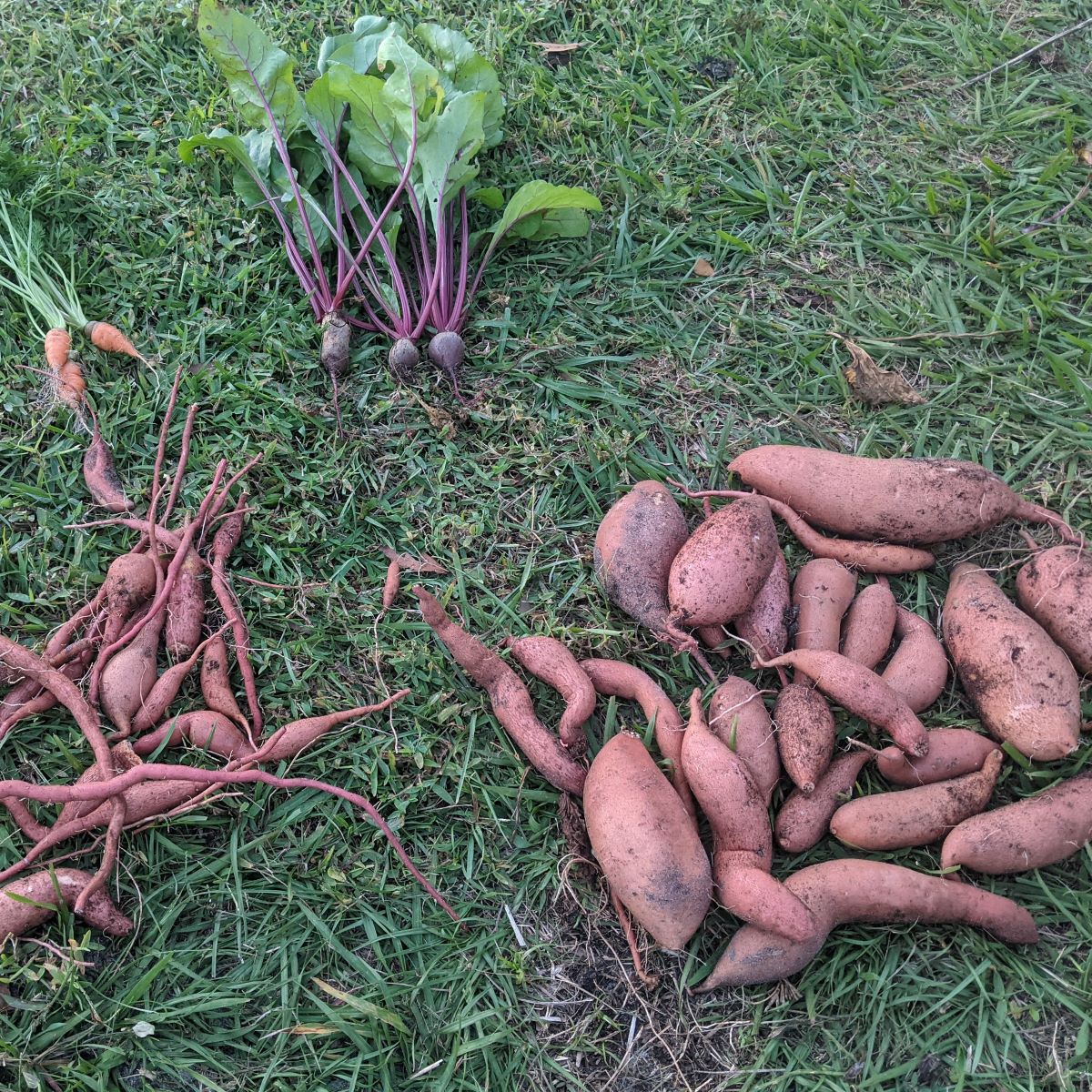 When to harvest sweet potatoes
