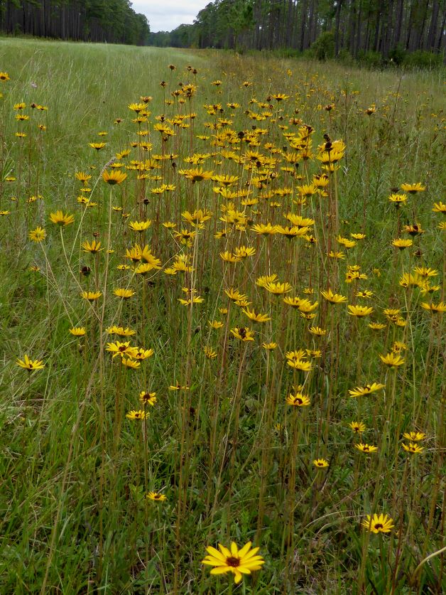 variableleaf sunflower