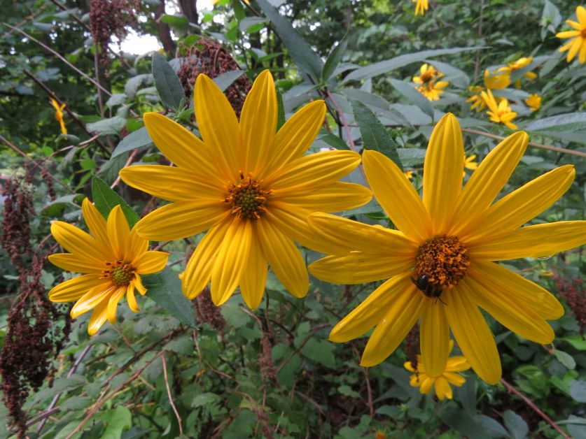 woodland sunflower