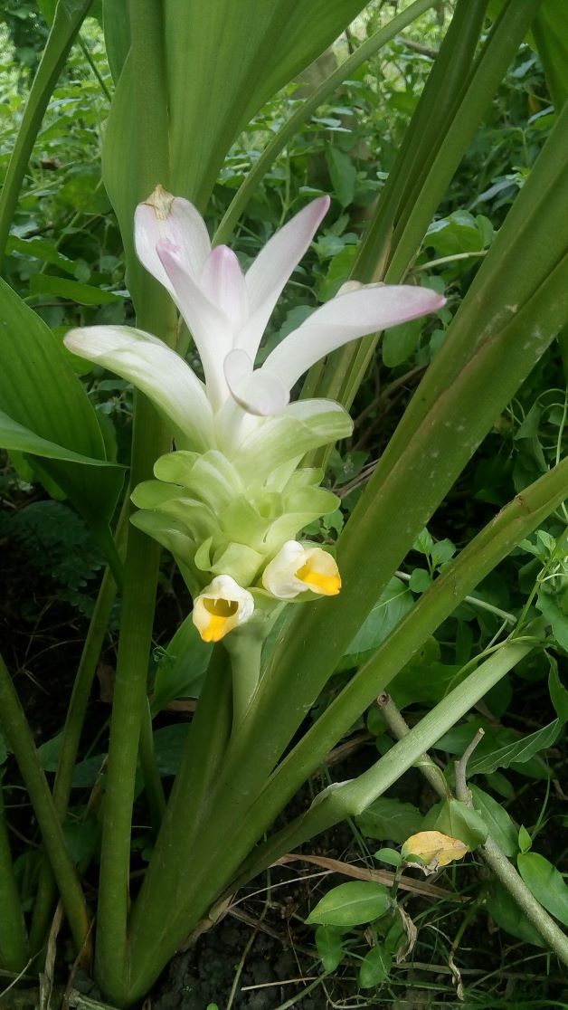 how to grow turmeric in florida