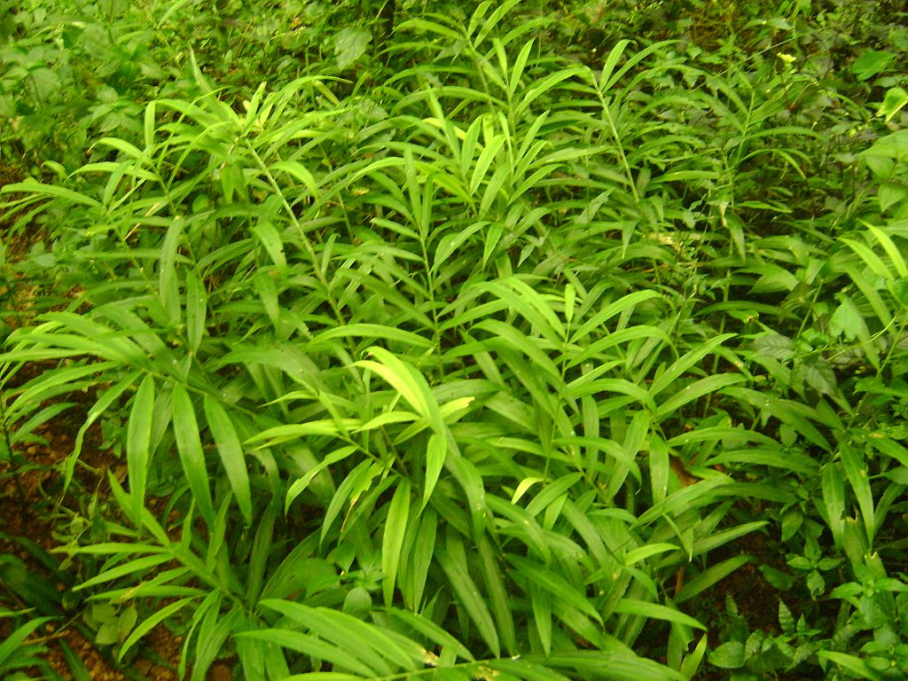 how to grow ginger in florida