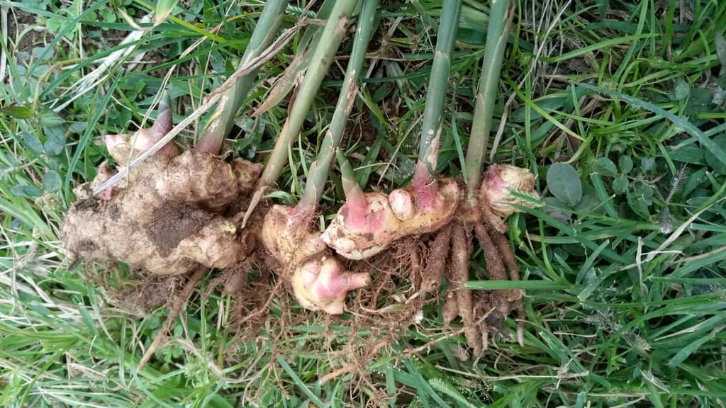 how to harvest ginger, how long ginger take to grow