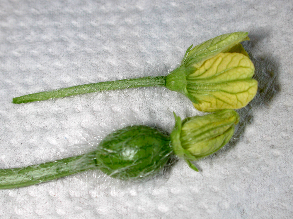 how to hand pollinate a watermelon