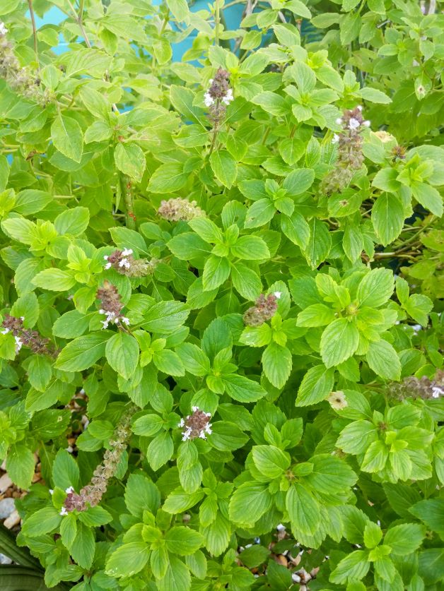 how to grow holy basil