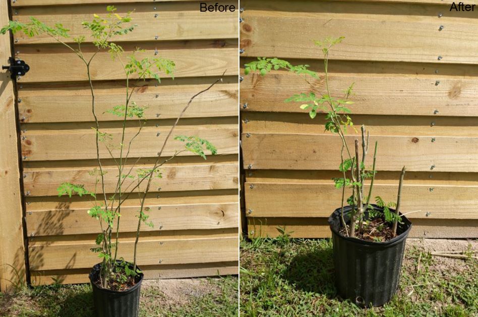 before and after moringa prune