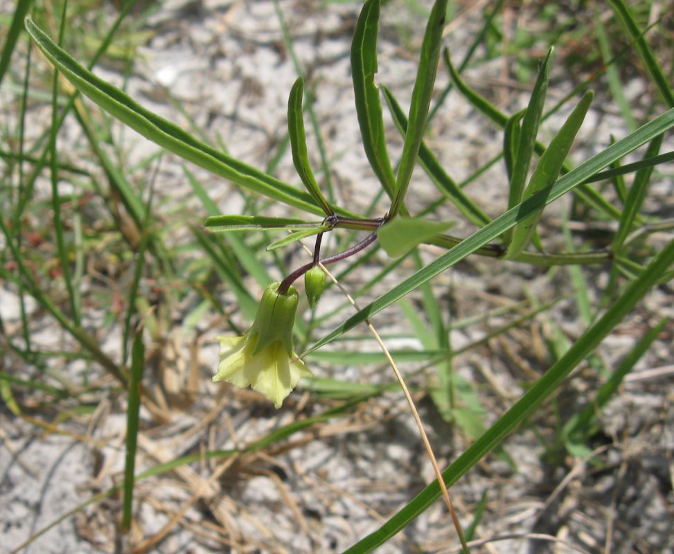 coastal ground cherry