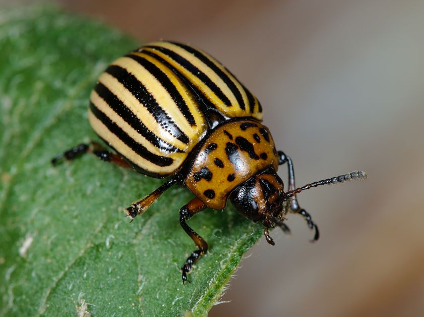 colorado potato beetle