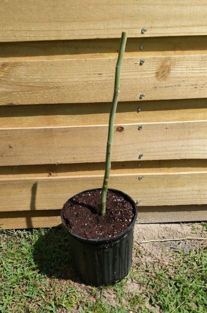 how to grow a moringa from a cutting