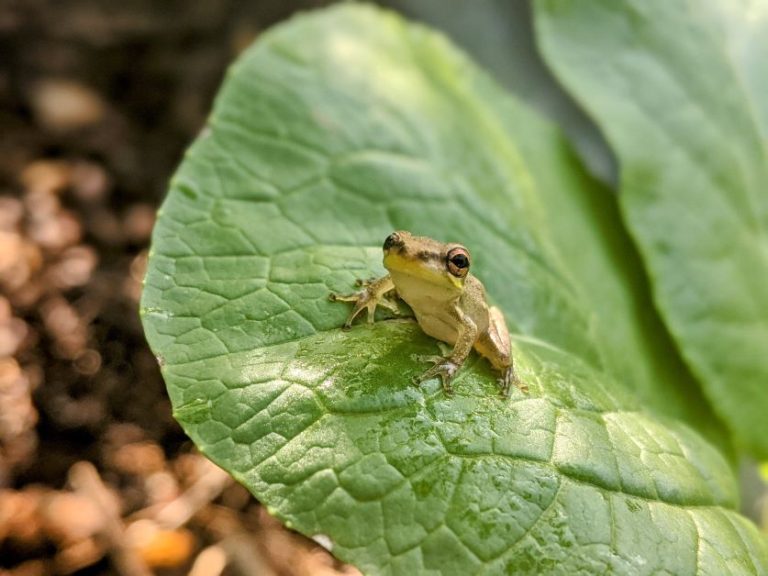 15 Beginner Gardener Mistakes (and How to Avoid Them)