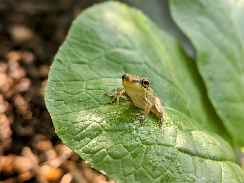 frog on leaf