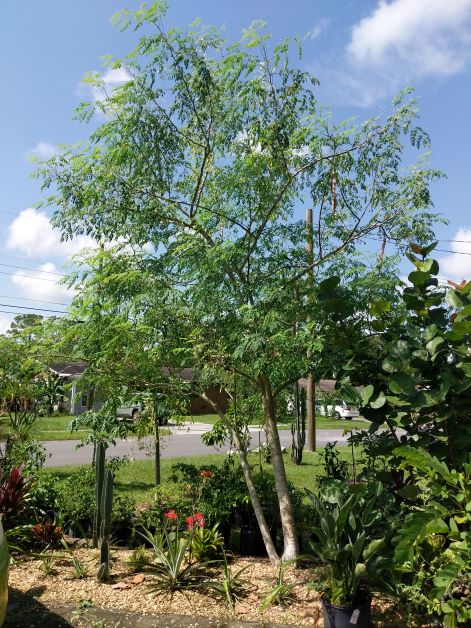 full grown moringa tree