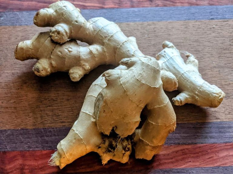 Growing Ginger Root in Florida
