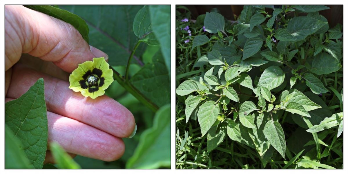 ground cherries flower