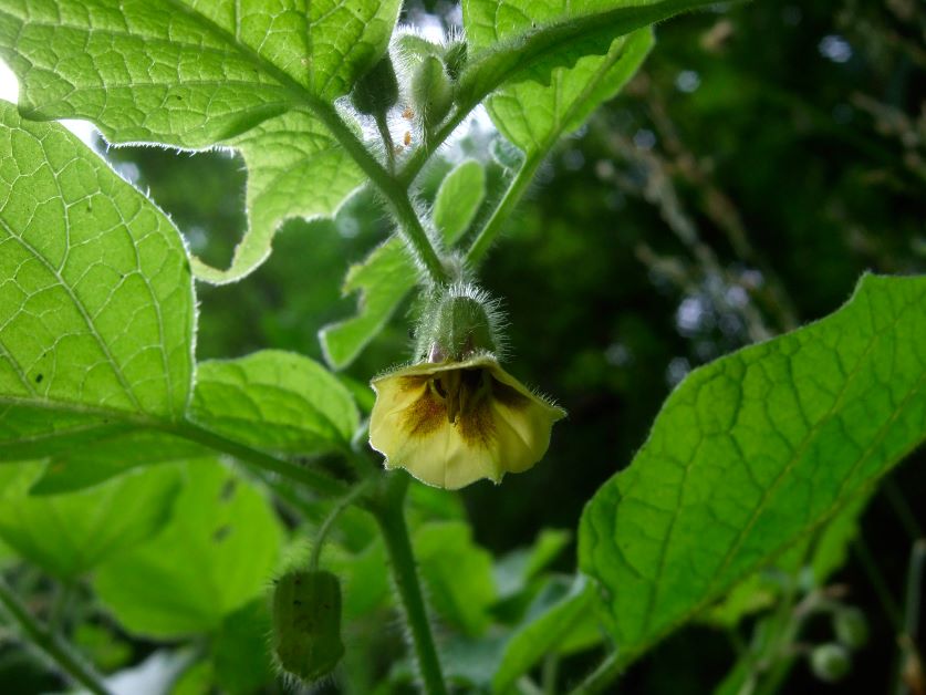 ground cherries flower