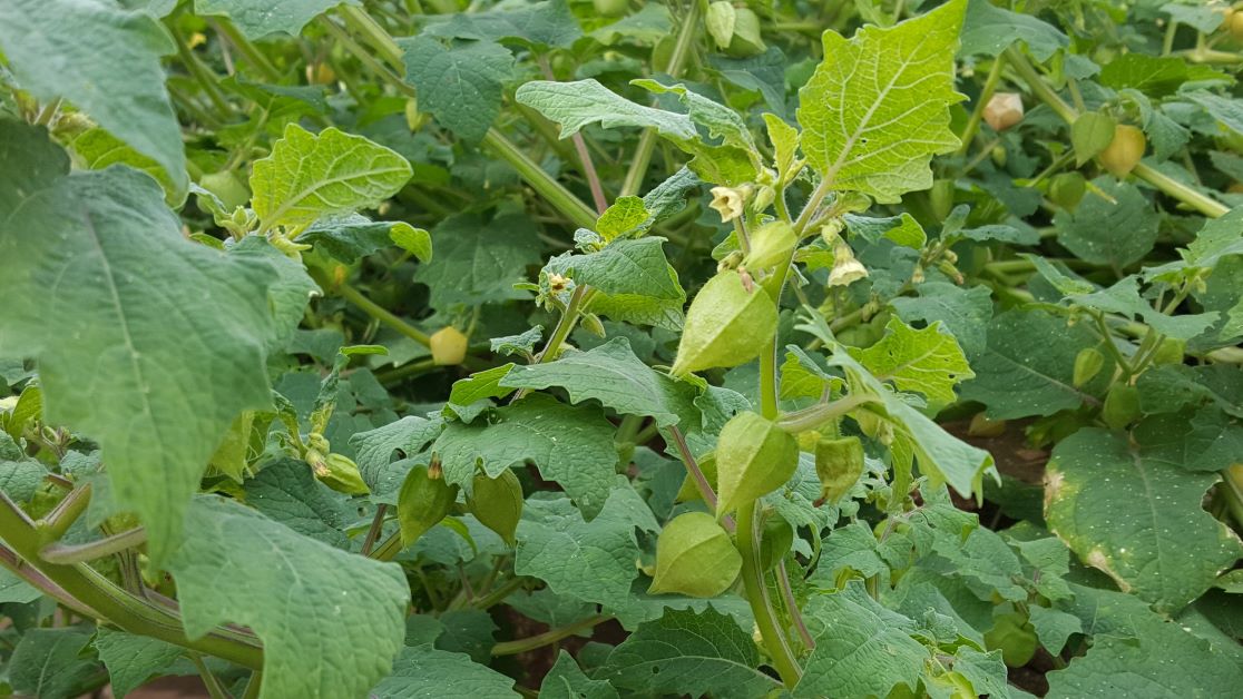 how to grow ground cherries in florida