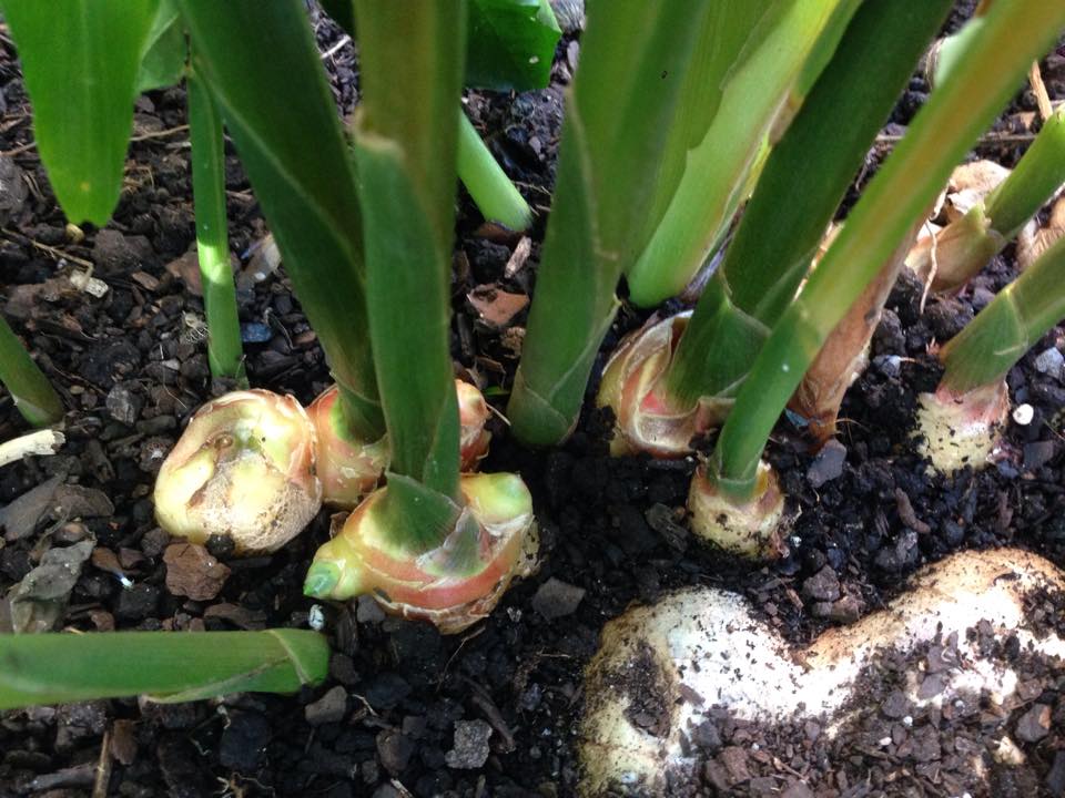 Growing Ginger Root in Florida