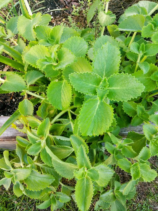 indian borage