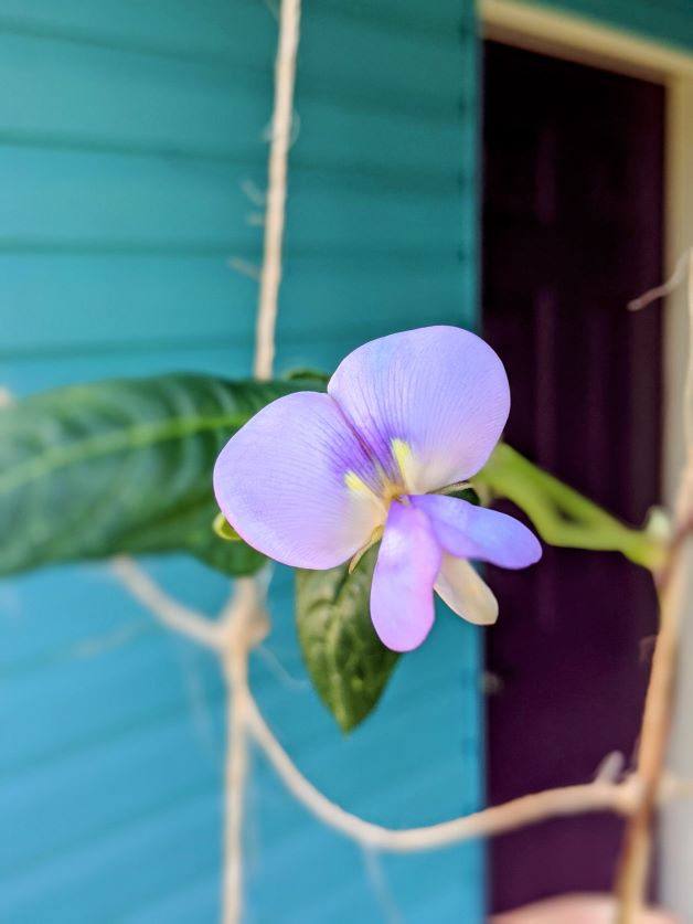 long bean flower