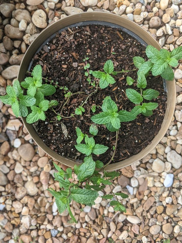 can you grow mint in florida