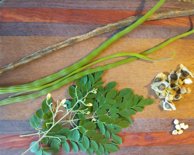 moringa leaves moringa drumsticks moringa seeds