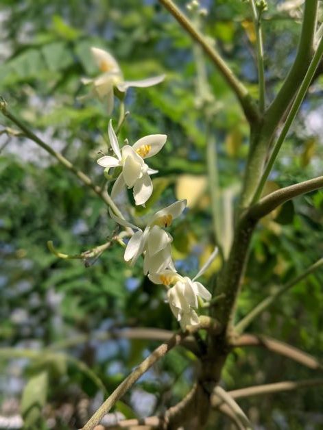 moringa flower