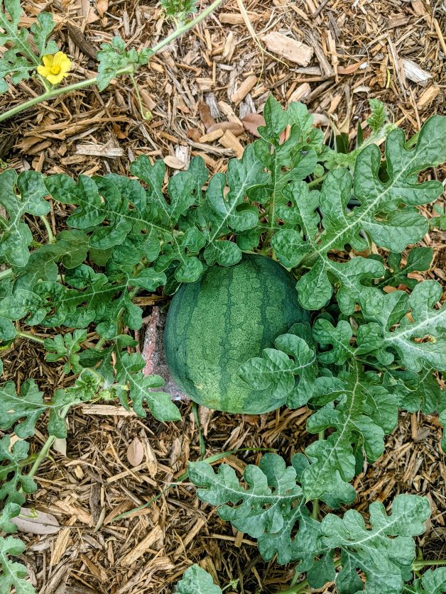 sugar baby watermelon