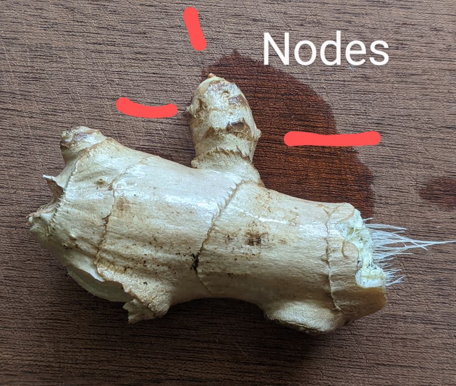 growing nodes on ginger