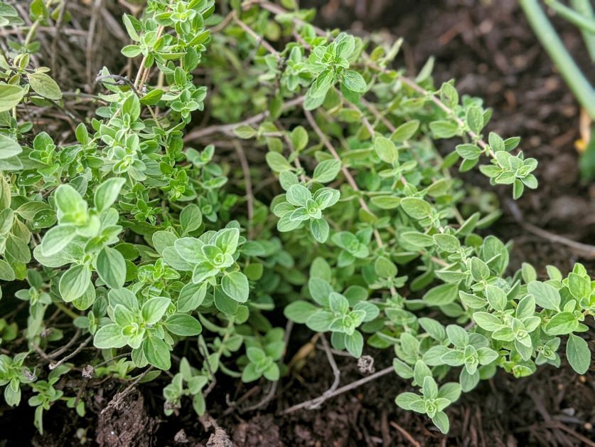 how to grow oregano in florida