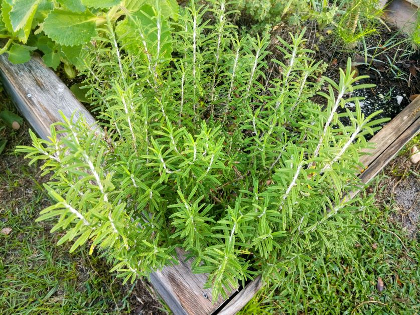 how to grow rosemary in florida